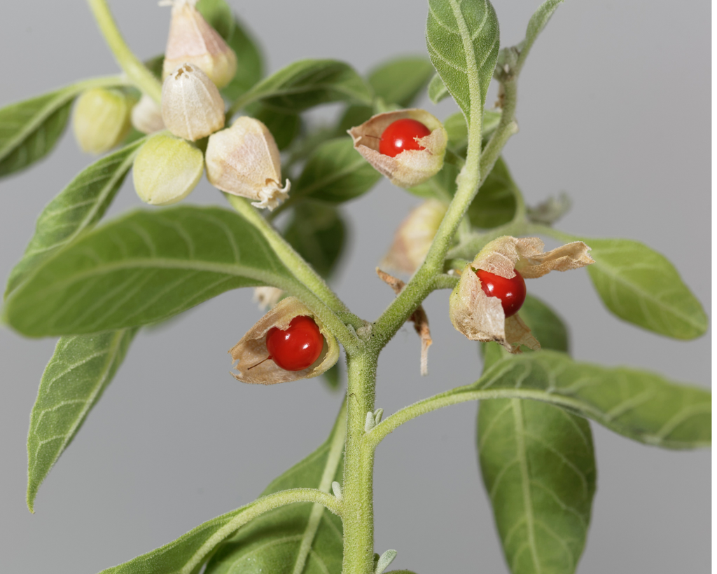 Organic Ashwagandha — Ancient Adaptogen