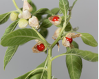 Organic Ashwagandha — Ancient Adaptogen